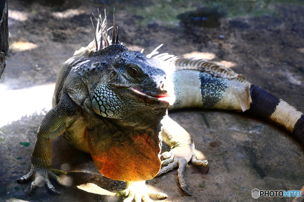 サイゴン動物園