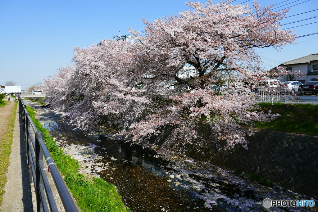 東川の桜