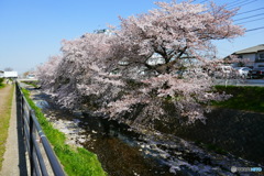 東川の桜