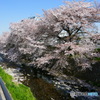 東川の桜