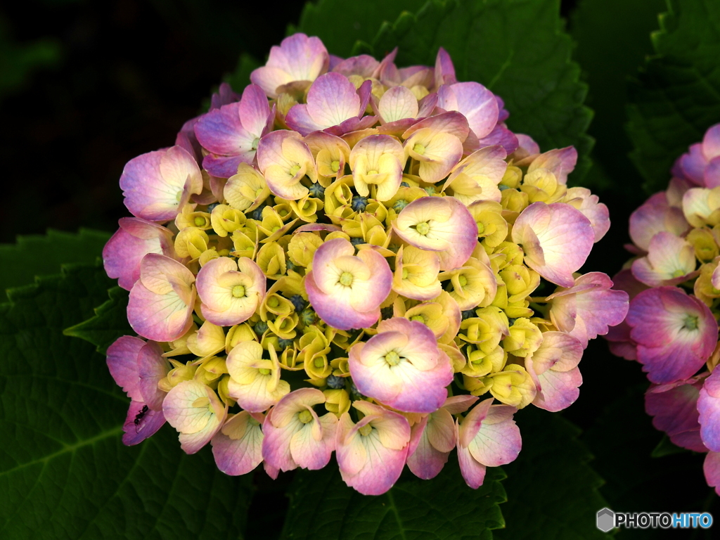 日向・馬ケ背の紫陽花