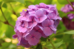 紫陽花(鎌倉にて)