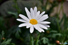 神代植物園