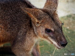 東武動物公園