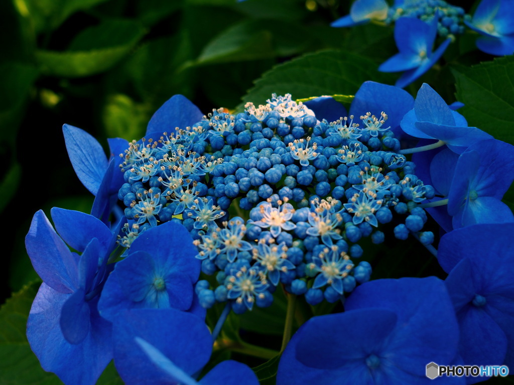 額紫陽花パート2