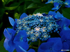 額紫陽花パート2