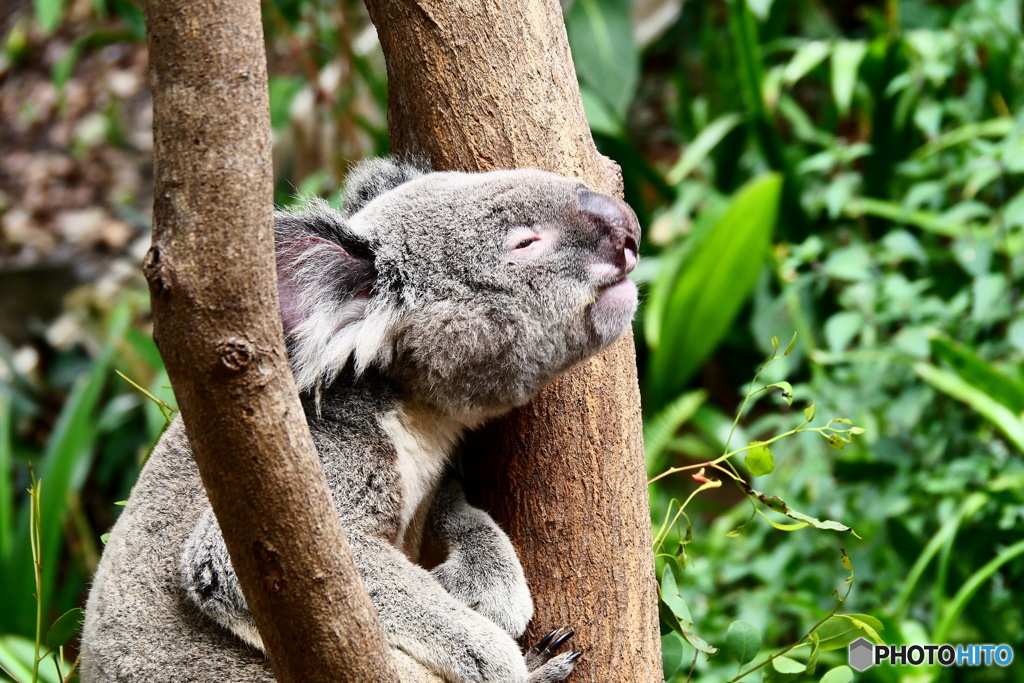  キュランダコアラガーデンズ