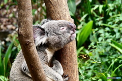  キュランダコアラガーデンズ