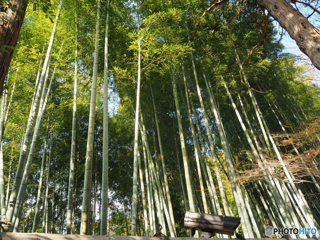 京都
