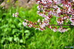 東川の桜