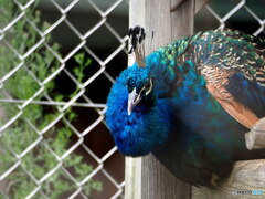 東武動物公園