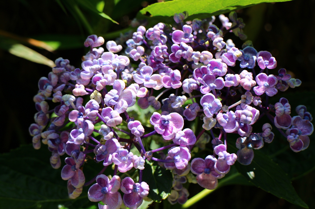 紫陽花(鎌倉にて)