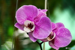 ケアンズ・ボタニック・ガーデンズ