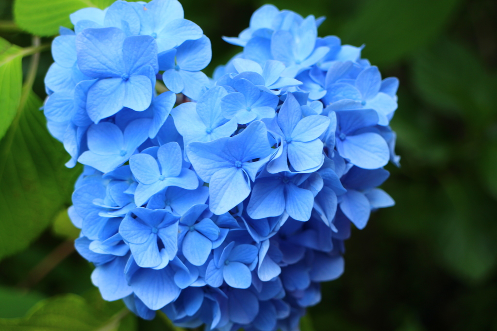 紫陽花(鎌倉にて)