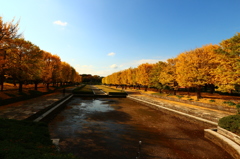 昭和記念公園のイチョウ