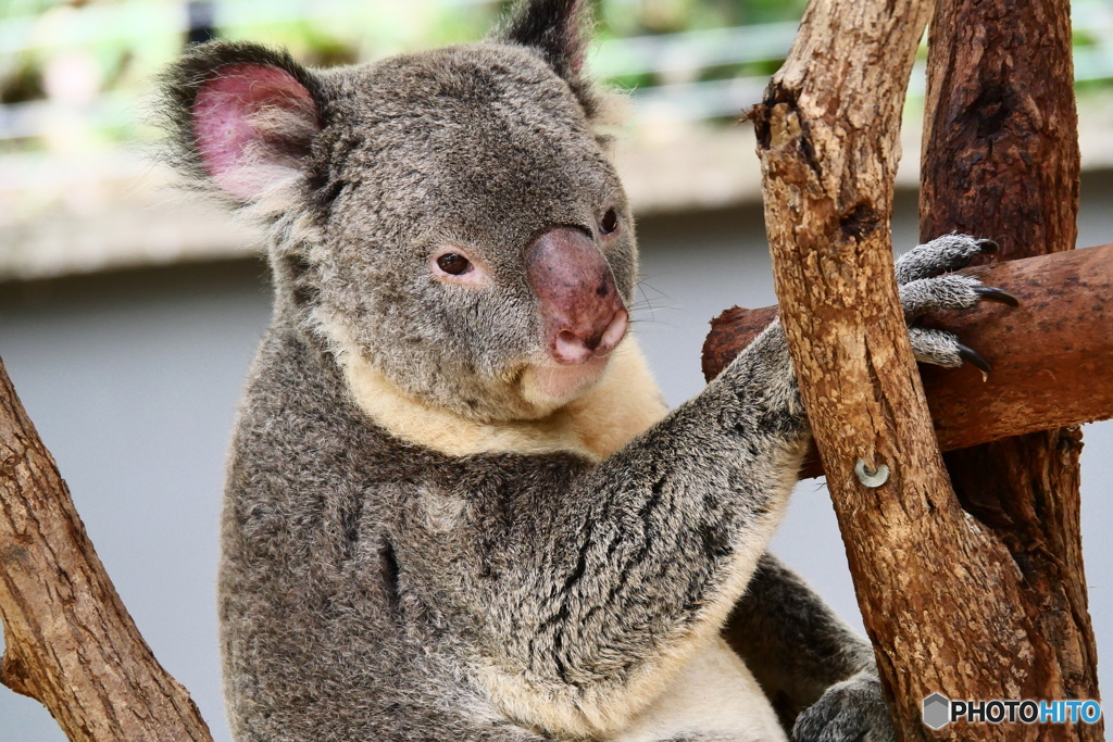  キュランダコアラガーデンズ