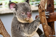  キュランダコアラガーデンズ