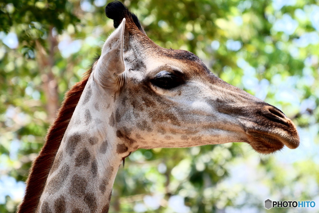 サイゴン動物園