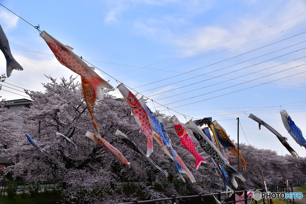 東川の桜