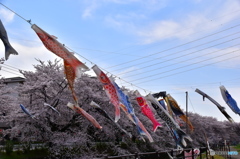 東川の桜