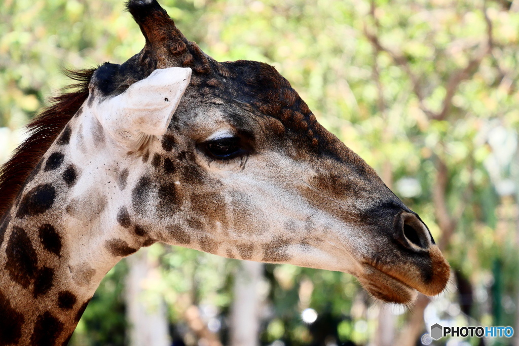 サイゴン動物園