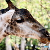 サイゴン動物園