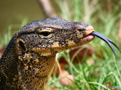 バンコクのミズオオトカゲ