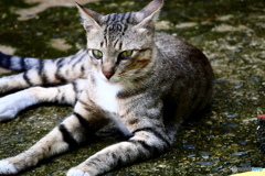 サイゴン動物園のネコ
