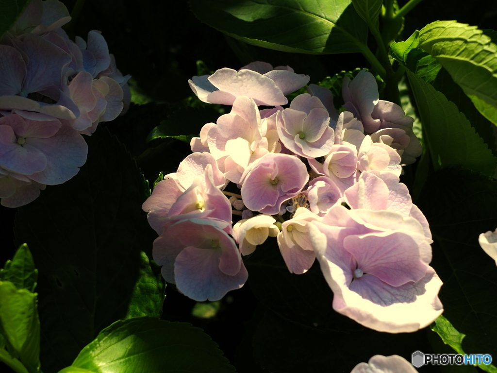 額紫陽花パート2