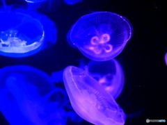海の中道マリンワールド