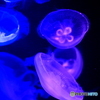 海の中道マリンワールド
