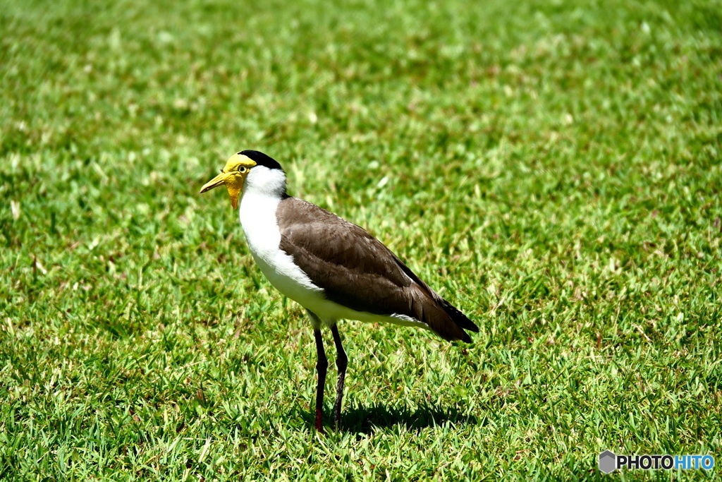 ケアンズの鳥たち