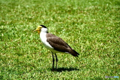 ケアンズの鳥たち