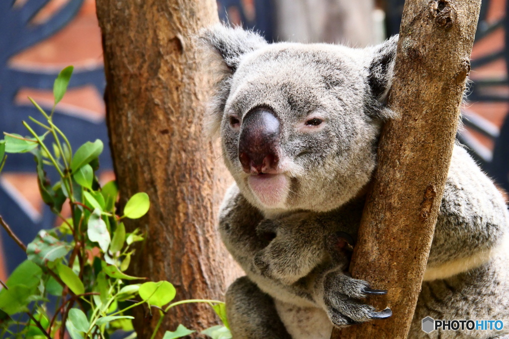  キュランダコアラガーデンズ