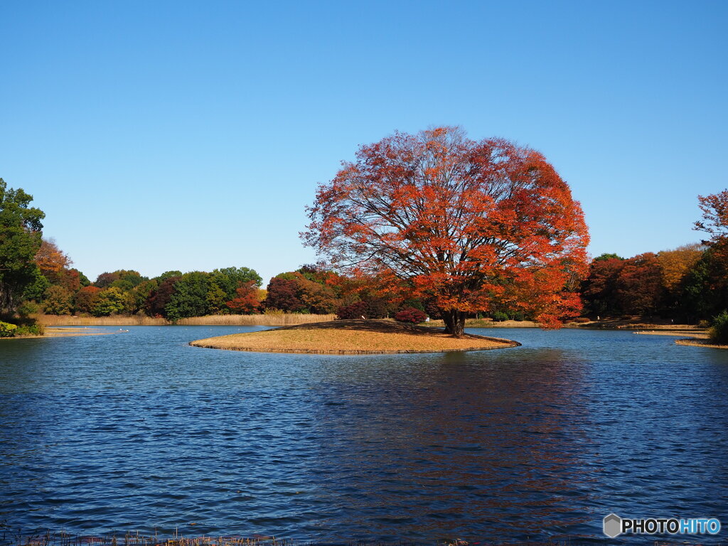 昭和記念公園