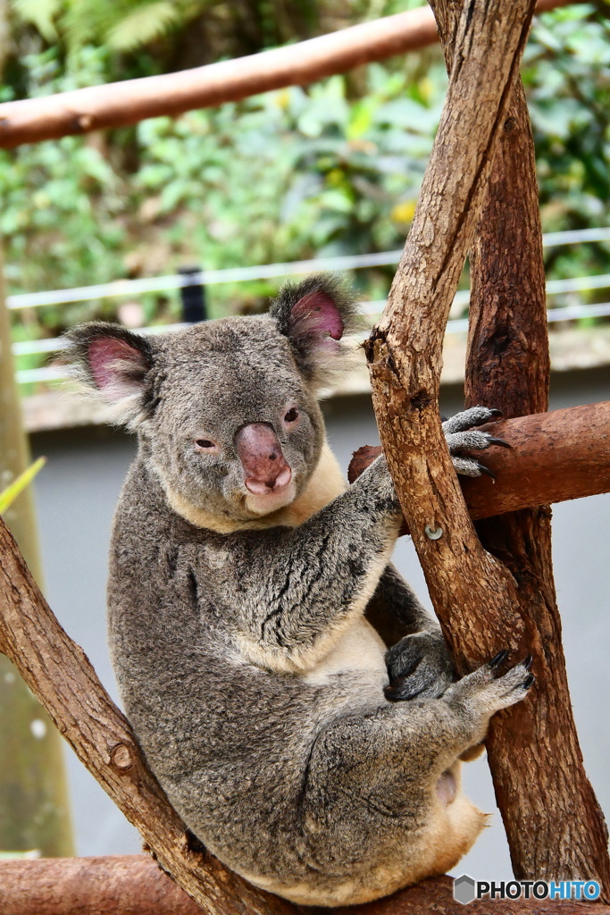  キュランダコアラガーデンズ