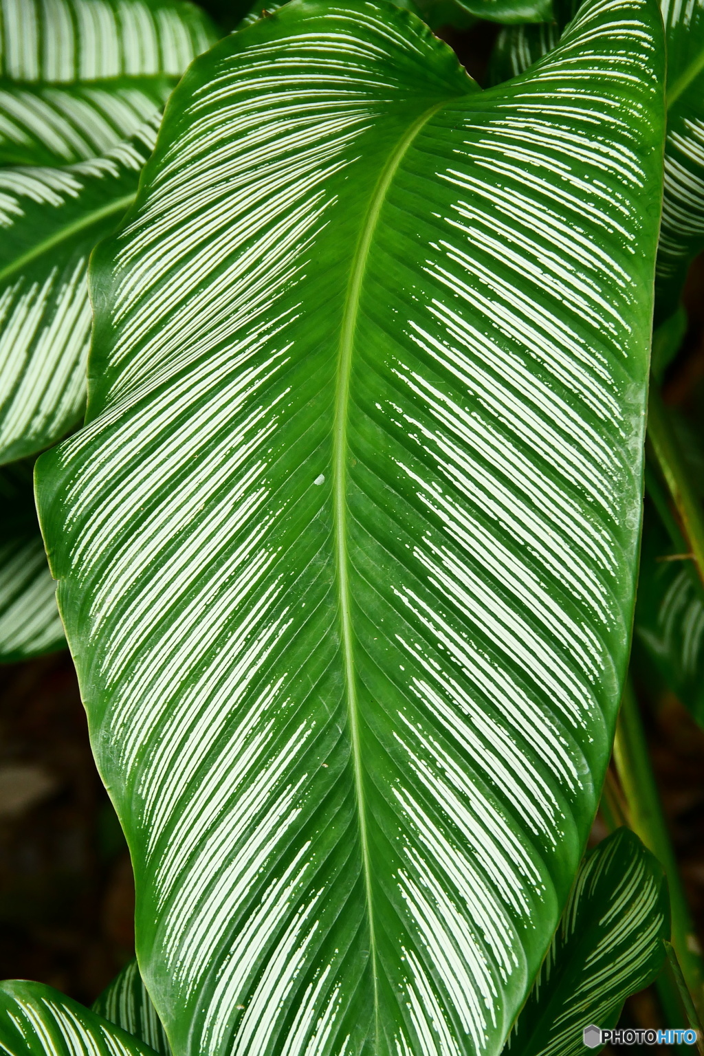 ケアンズ・ボタニック・ガーデンズ