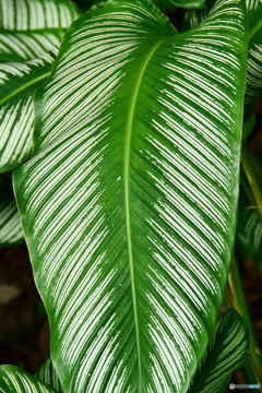 ケアンズ・ボタニック・ガーデンズ