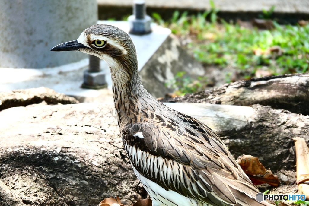 ケアンズの鳥たち