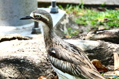 ケアンズの鳥たち