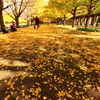 昭和記念公園のイチョウ