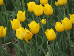 昭和記念公園にて