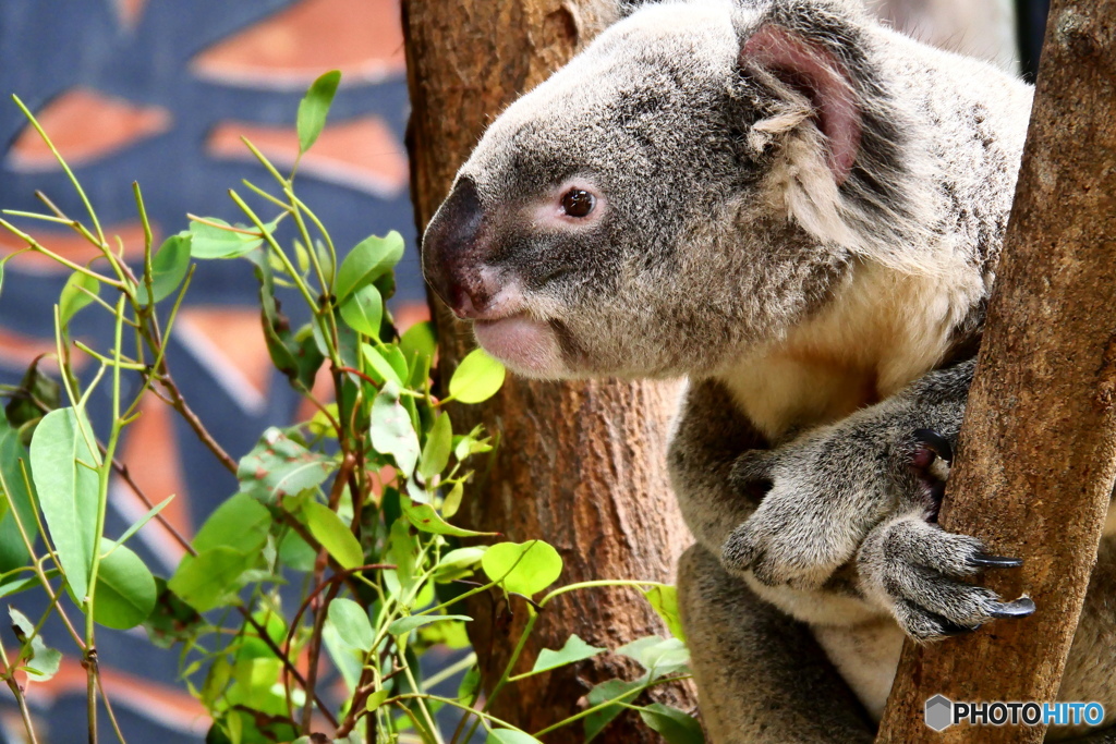  キュランダコアラガーデンズ