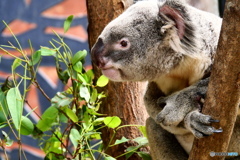  キュランダコアラガーデンズ