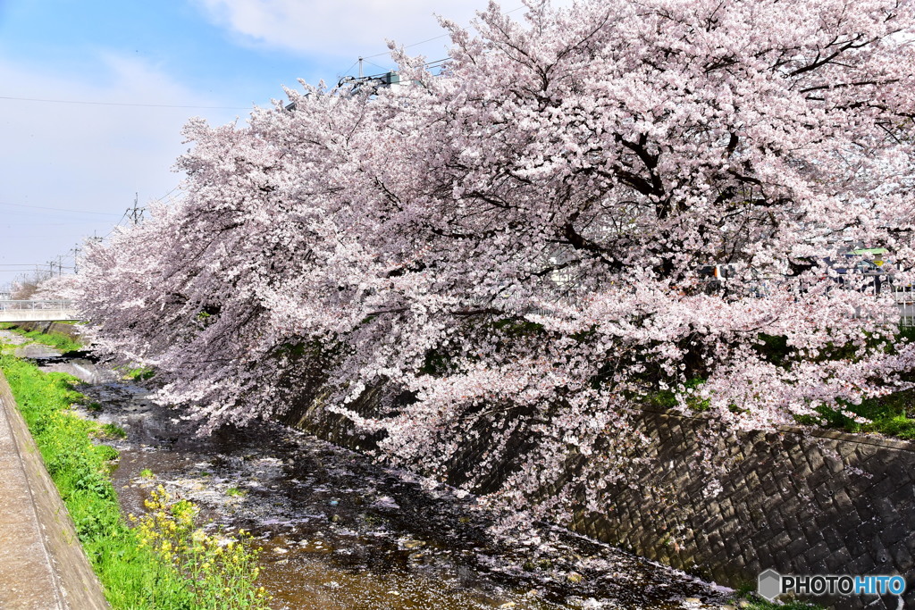 東川の桜