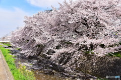 東川の桜