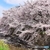 東川の桜