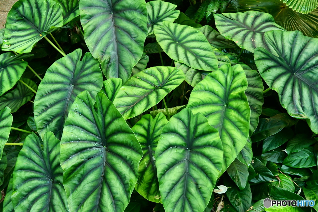 ケアンズ・ボタニック・ガーデンズ