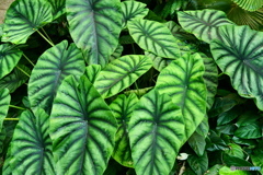 ケアンズ・ボタニック・ガーデンズ