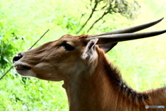 天王寺動物園